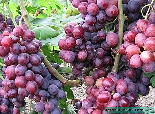 Azalea مقاوم در برابر سرما - یک نوع انگور در اوایل سفره حتی برای مبتدیان مناسب است