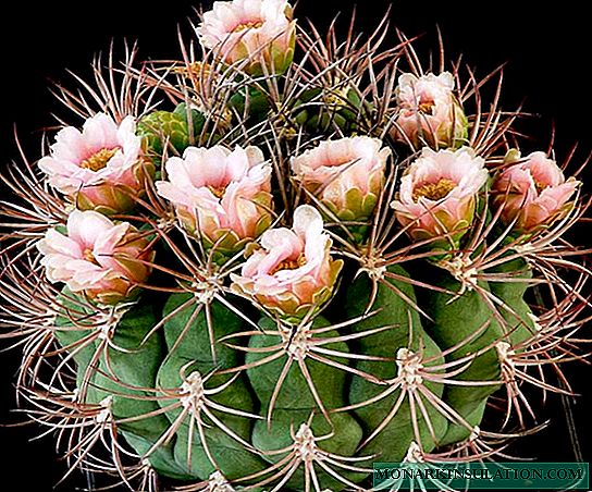 Cactus hymnocalicium unusual: cûre, nûbûn û lênihêrîn li malê