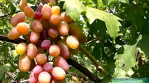 Sun-anggur anggur Transfigurasi ing pondok musim panas sampeyan