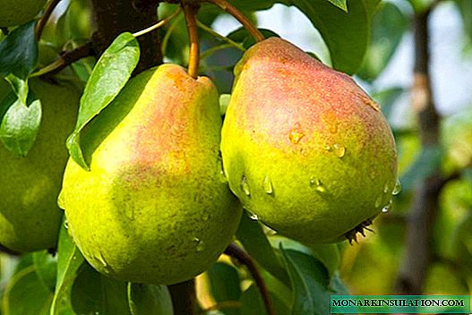 ພວກເຮົາປຸງແຕ່ງ pear ຈາກພະຍາດແລະສັດຕູພືດ