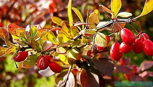 Pruning barberry: wektu sing pas, carane mbentuk makutha, pruning keriting