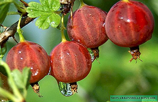 Pruning ng gooseberry: pangunahing panuntunan at mga tip