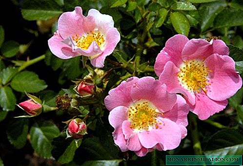 Pruning rose rozoj detale: kial fari ĉi tion kaj kiel formi belan arbuston