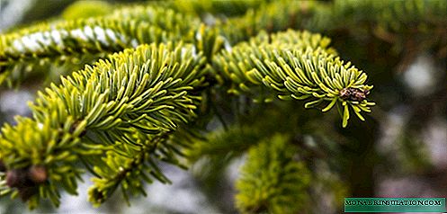 ဥယျာဉ်တော်၌ကြီးထွားမှုအတွက် spruce ၏အကောင်းဆုံးမျိုးစိတ်နှင့်အလှဆင်မျိုးကွဲ၏ခြုံငုံသုံးသပ်ချက်