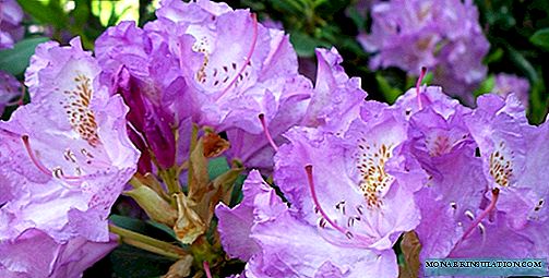 बागेत सर्वात सुंदर प्रकारच्या फुलांच्या रोडोडेंड्रन्सचे विहंगावलोकन