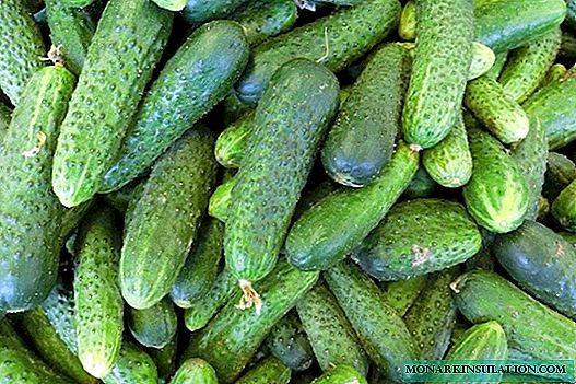 Cucumber Claudia: mefuta e ratoang ea balemi ba lirapa