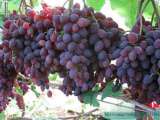 Опис на сорти на грозје Кишми светли, особено садење и одгледување