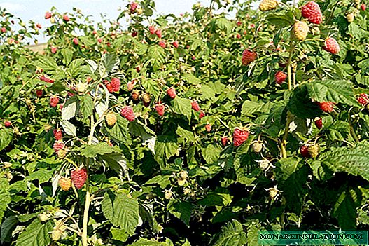 Есенски градинарски малини - важен чекор за добивање добра жетва