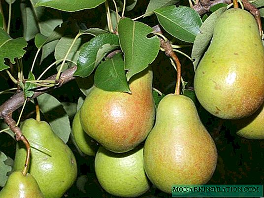 Jinis utama saham kanggo pear ing macem-macem wilayah lan fitur penanaman