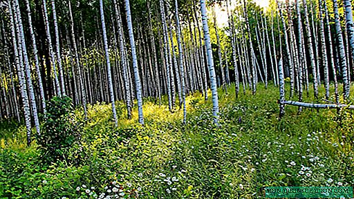 Uti de features de betula silva arbores in area landscaping
