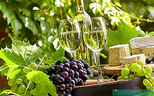 Características do cultivo de uva Amur: rego, aderezo, control de pragas
