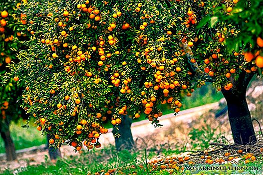 Ինչու էր մի նարնջագույն, որը կոչվում էր «չինական խնձոր», ինչ է տեղի ունենում և որտեղ է աճում