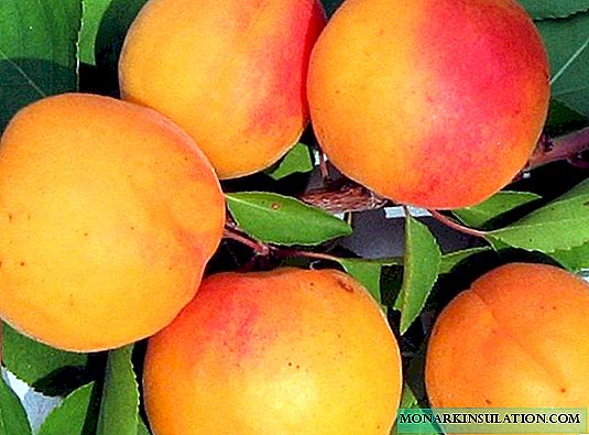 Waarom appelkoos nie vrugte dra nie: die belangrikste oorsake en metodes om die probleem te hanteer