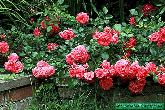 Rosas cubertas de chan no deseño da paisaxe: como facer un xardín de rosas elegante