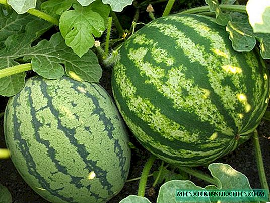 Bwydo watermelon ar wahanol gamau datblygu gyda gwrteithwyr organig a mwynau