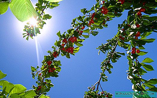 Vrhunske trešnje: osnovna gnojiva i pravila za njihovu primjenu