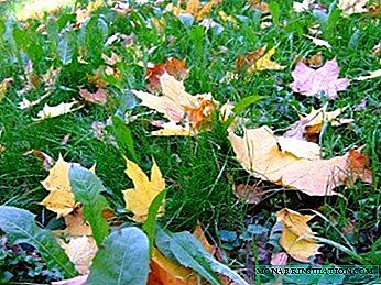 Sementeira de inverno do céspede e o seu complexo de coidados no outono