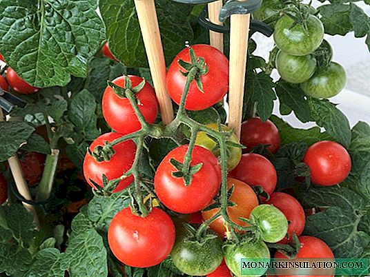 Tomatoj en Uraloj: kial ĝi ne tre malfacilas