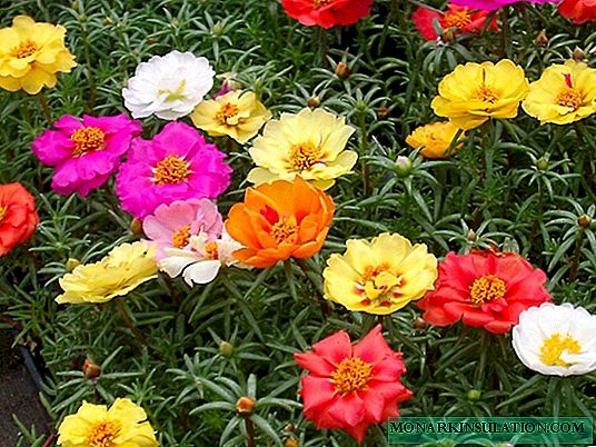 पर्स्लेन - बिउ रोप्ने र खुला मैदानमा र विन्डोजिलमा फूल फुल्ने कार्पेटको देखभाल गर्दै