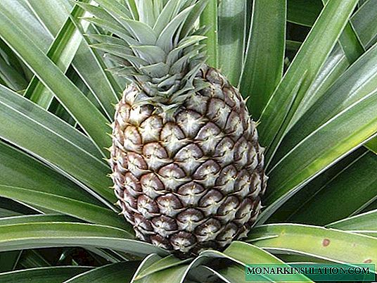 Mbjellja e ananasit në shtëpi: metodat themelore dhe këshilla të dobishme