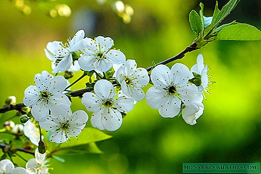Mbjellja e luleve në maj: këshilla për kopshtarët dhe kalendari i mbjelljes së majit