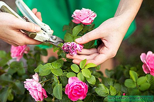 Plantar e coidar rosas de xardín: unha nota para xardineiros principiantes