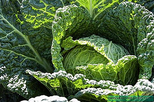 Садење и одгледување зелка од Савој: практични препораки