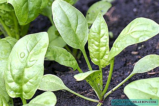 Plantandina Spinach: Rêzên Serişt û Serişteyan