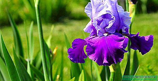 Cog, loj hlob thiab saib xyuas rau dos irises - gardeners pub leejtwg