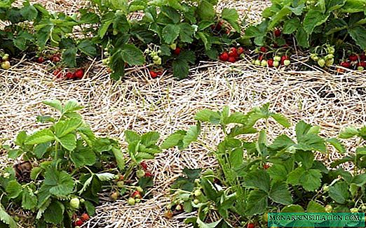 Strawberry dingana-dingana: Fifehezana ny Pest sy ny fisorohana aretina