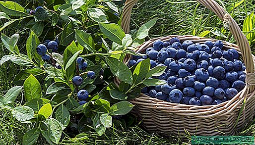 Aturan kanggo blueberries pruning: yen sampeyan kudu, carane nindakake lan sebabe sampeyan kudu prune "nol"