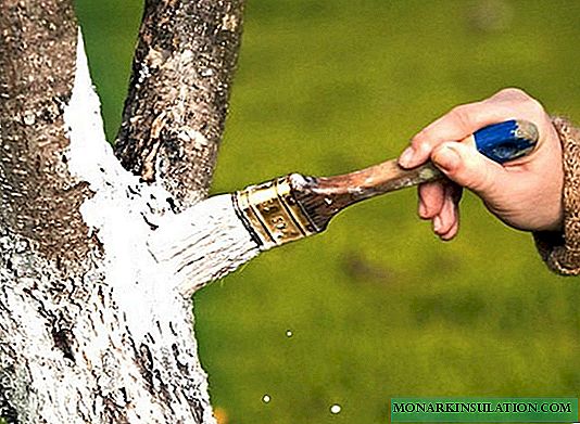 Aturan kanggo whitewashing musim gugur trunks wit woh