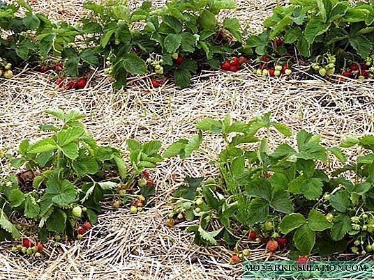 Tanduran strawberry sing bener ing pondhok musim panas: apa sing ora bisa ditanam ing jejere kebon