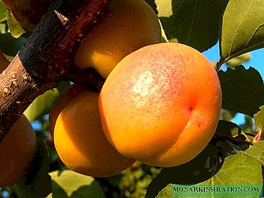 Keuntungan lan penanaman ing apricot Lor