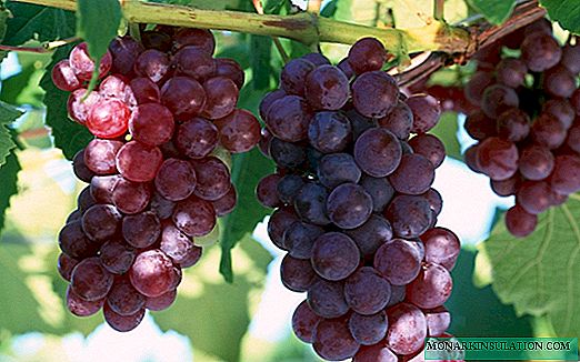 Aventurat e Lydia: Historia dhe përshkrimi i varieteve më të njohura të rrushit