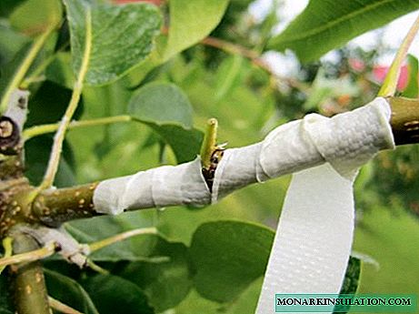 ફળના ઝાડનું રસીકરણ: ઝાડને પાર કરવાની શ્રેષ્ઠ રીતોની તુલનાત્મક ઝાંખી