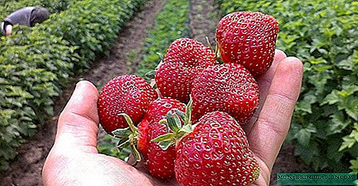 Early strawberries mo Rusia, Belarus ma Iukureini: faʻamatalaga ma uiga o ituaiga
