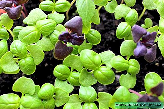 Basil Seedlings: loj hlob thiab cog kom raug
