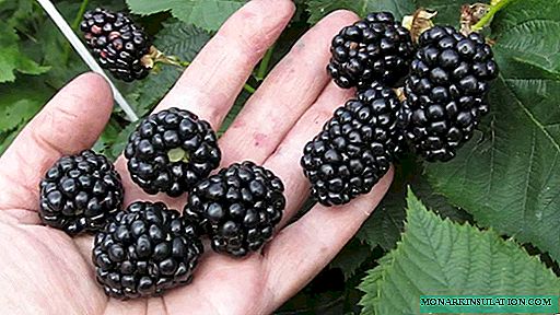 Penyebaran blackberry: cara sing gampang, bukti lan dipercaya.