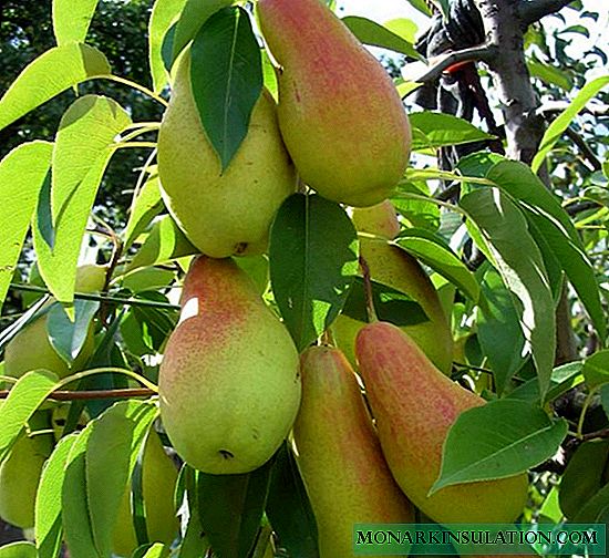 ແມ່ນ pears ຫນາແຫນ້ນທີ່ແທ້ຈິງ