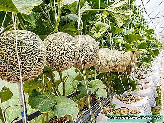 ဥယျာဉ်မှူးများ၏အတွေ့အကြုံ: ဆိုက်ဘေးရီးယားတွင်ဖရဲသီးစိုက်ပျိုးရန်လက်တွေ့ကျပါသလား
