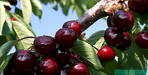 URegina - ikhwalithi ephezulu ye-European sweet cherry