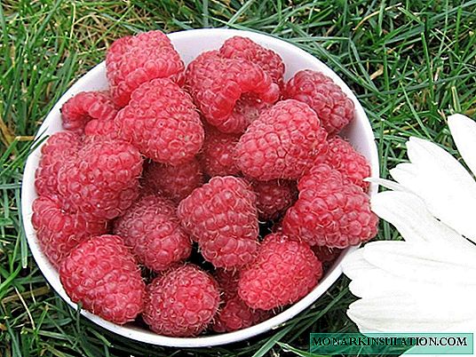 Hagaajinta raspberries iyo noocyadeeda: sida aan qalad looga gaarin doorashada