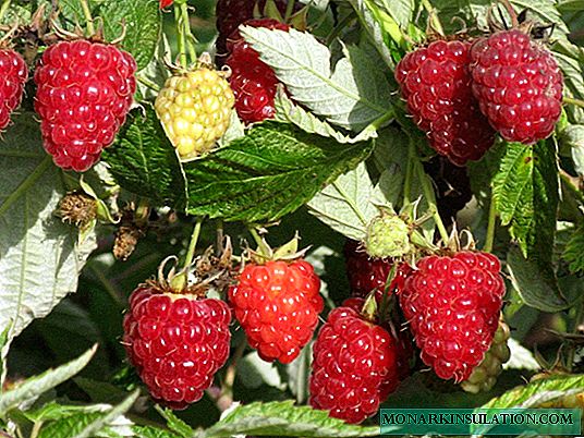Raspberries remontant Taganka - Messis ab excellenti ver autumno