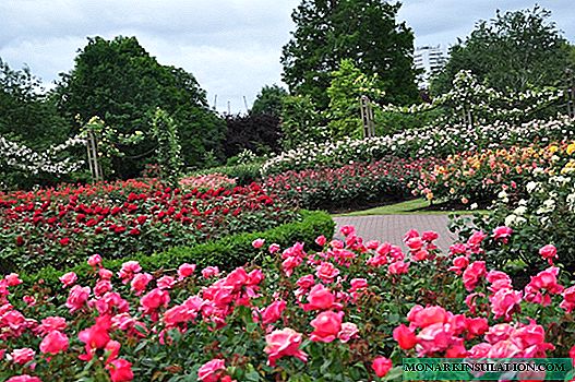 देशातील स्वतः-करा-गुलाबाची बागः ब्रेकडाउन योजना, मोल्डिंग आणि लावणीचे नियम