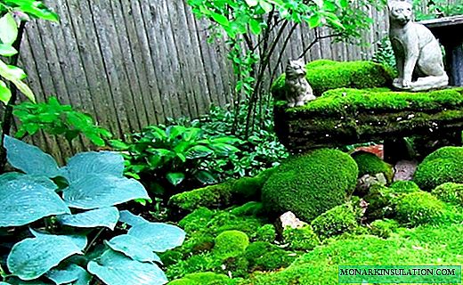 Xardín de musgos: os segredos de crear obras mestras decorativas verdes na túa dacha