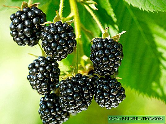 Blackberry baxçe: lênêrîn di demên cûda yên salê de, tevî salê yekem piştî çandiniyê