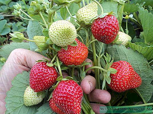 बगैंचा स्ट्रबेरी इरमा: विशेषताहरू र खेतीका विशेषताहरू