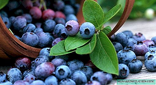 Na cineálacha is torthúla de blueberries gairdín tar éis fás sa Rúis, an Bhealarúis agus an Úcráin