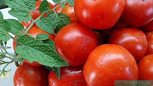Sanka: mane varietate tomatoes popular